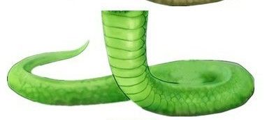 彩虹堂素材蛇尾