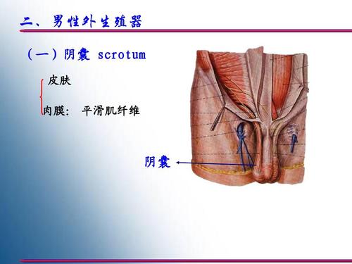 人体解剖学5-生殖系统ppt 二,男性外生殖器 (一)阴囊 scrotum 皮肤 肉
