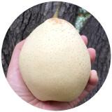 长城果品羊脂秋月冰糖梨净重5斤710粒生鲜新鲜水果5斤中果