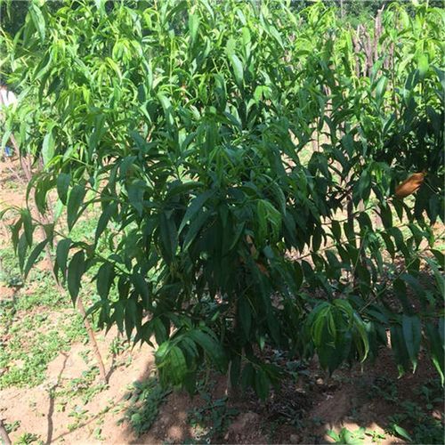 黄金蜜桃树苗多少钱一棵黄金蜜桃树苗怎么卖