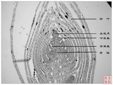 侧生分生组织|1|5