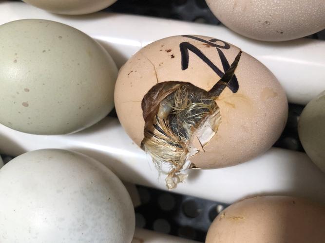 观察实验之《小鸡的孵化》