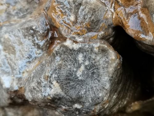 鲟鮖科普录:8.珊瑚化石(1)---破译时间密码的古生物钟