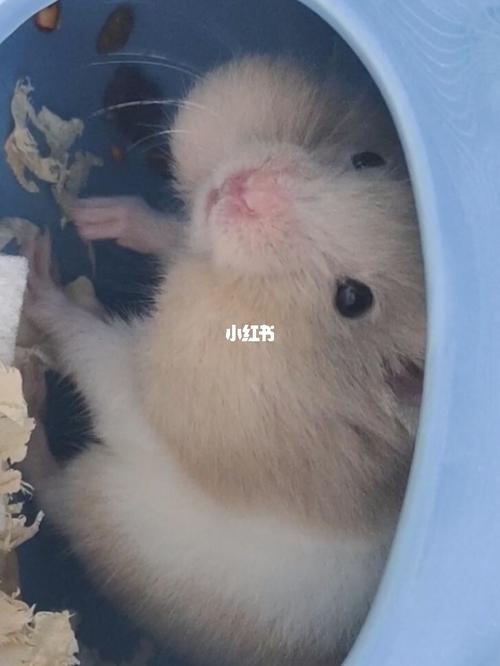 金丝熊喂食注意事项