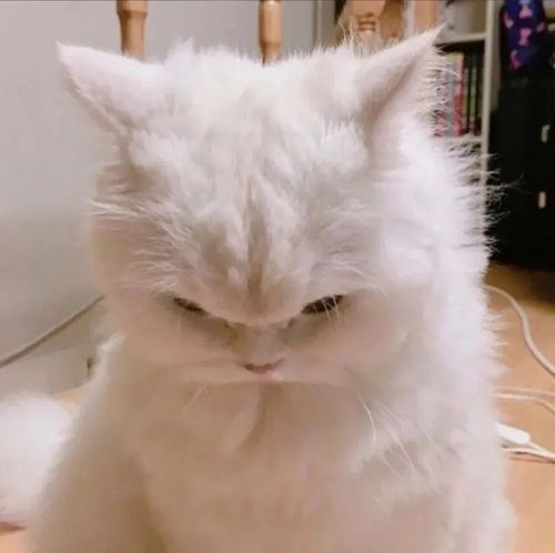 【温柔】猫咪头像 表情包