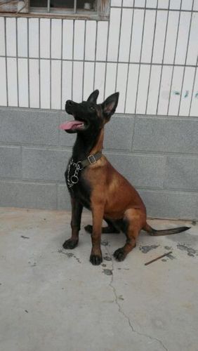 君山区纯种的便宜的马犬幼犬多少钱 小马犬养殖场 纯种马犬价格 马犬