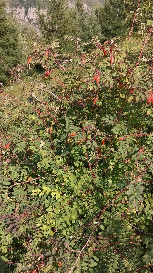 山上不知名的野果,形状像小石榴,浑身长满了刺,连果实