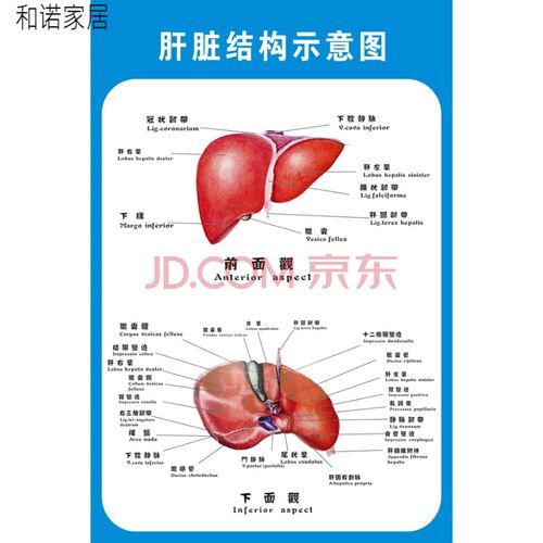 系统示意图医学宣传挂图人体器官心脏结构图医院海报 人体肝脏解剖图