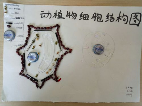中桥中学第一届生物模型大赛