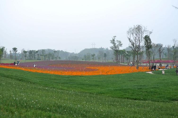 美丽的花海(自贡)