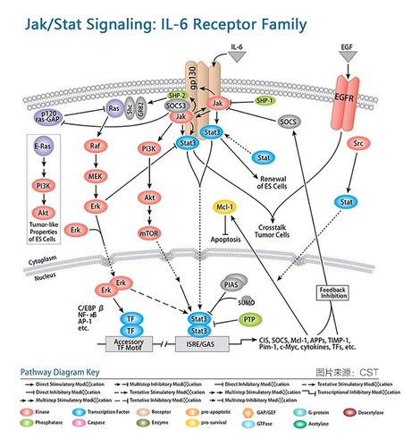 jak/stat信号通路图