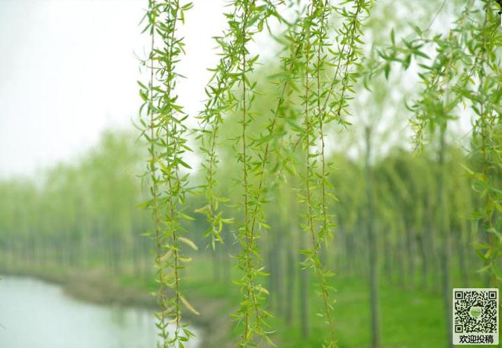 小学生日记    柳树在早春时观赏才最为高雅,柳树宛若是一团淡绿的