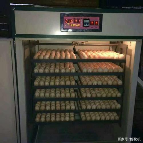 小鸡孵化机孵化技术问题小鸡孵化器孵化机价格