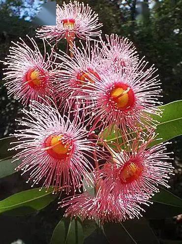 桉树花,美不胜收