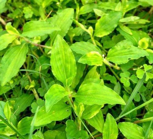 竹叶草是一种农村常见的杂草,竹叶草有什么作用?