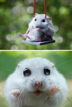 cn 小仓鼠 meethere.cn