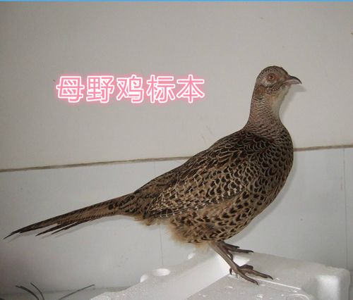 特价包邮公母野鸡标本 野鸡假媒标本七彩山鸡假煤装饰