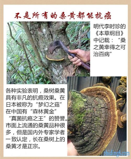 野生桑黄桑黄价格桑黄多少钱一斤桑黄功效与作用