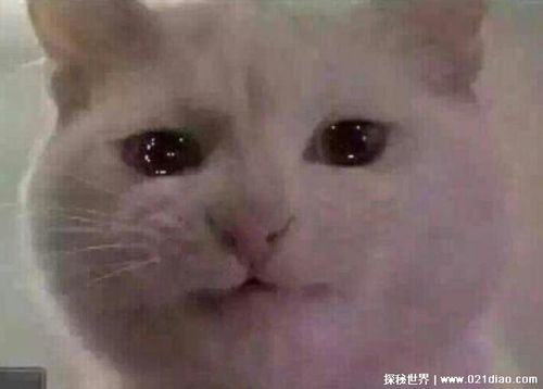 饭圈网络用语破防了是什么梗,意思是被戳到痛处导致非常伤心