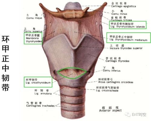 颈部和喉断层解剖