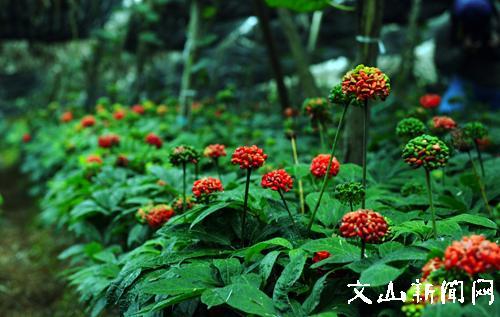 hi~我是三七,关于我你知道多少? -- 文山新闻网 ws.