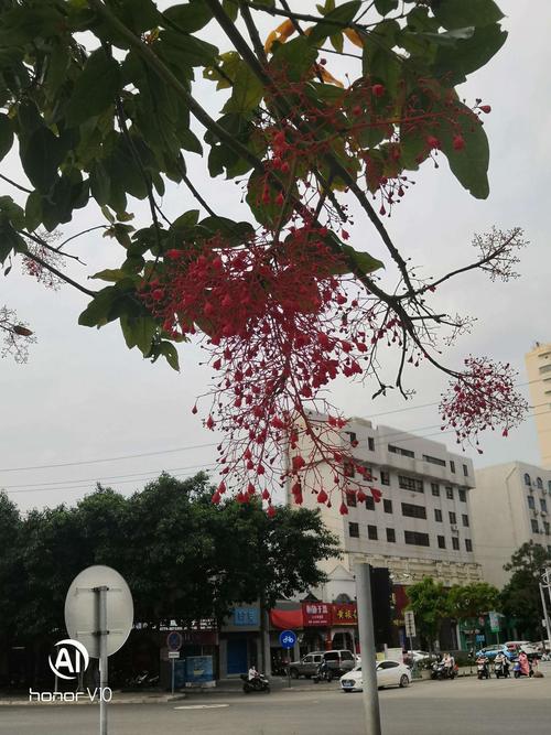 北海乔木类花:槭叶瓶干树.