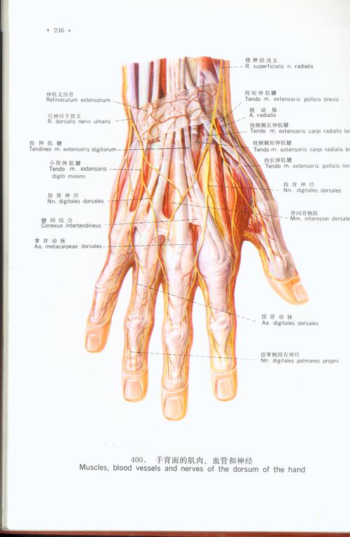 2)因桡神经浅支分布于前臂后面皮肤和手背外侧半皮肤(虎口区),所以