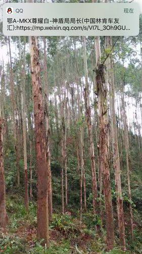 6年龄桉树亩产20吨种植技术