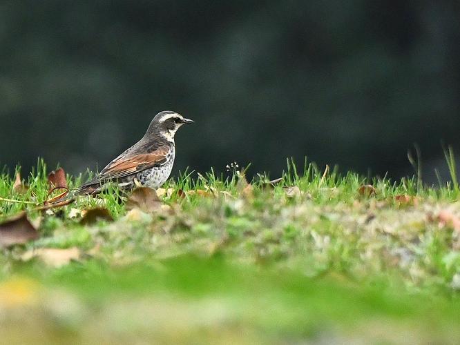 绿草地上的白眉歌鸫("两湖一河"拍鸟35)