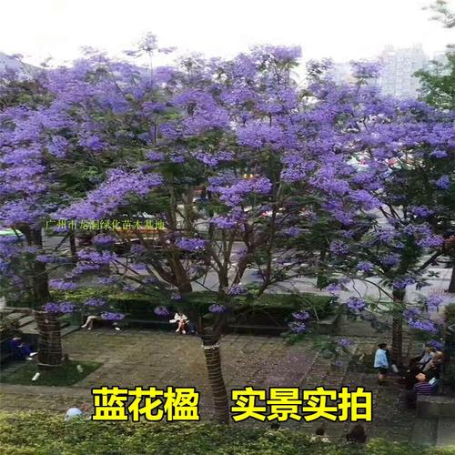 蓝花楹苗蓝花楹树苗蓝花楹盆栽蓝雾树苗南美洲蓝花楹苗紫云木树苗