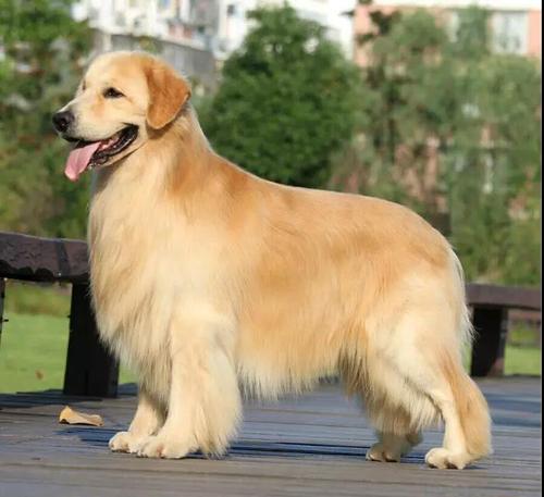 【浅咖妹妹】真正双血统金毛 家养纯种赛级活体幼犬小狗 冠军直系_7折