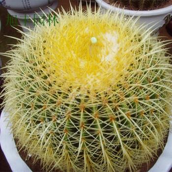 金虎仙人球多肉植物绿植金虎仙人球超大盆栽仙人掌花卉盆栽绿植直径10