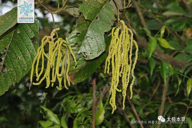 别名蒙自赤杨,冬瓜树皮,蒙自桤木,水冬瓜树,水冬瓜,桤木树分布于西南
