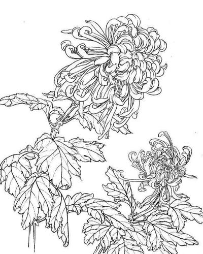 工笔画-白描图谱之菊花
