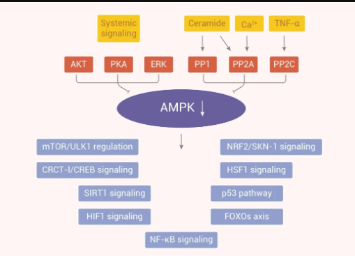 ampk 激活的上游和下游信号通路的示意图总之,ampk 的激活与许多延长