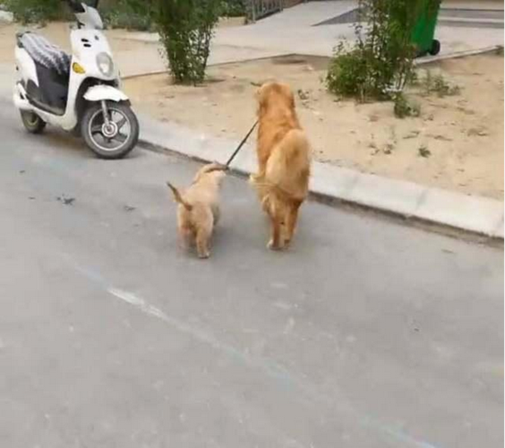 金毛牵着狗儿子遛弯狗儿子这拒绝的表情让主人哭笑不得