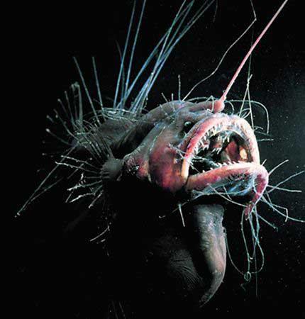 "海魔"一种只能在2700米以下水域找到的怪异生物.