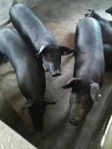 苏太猪苗 品质王苏太母猪