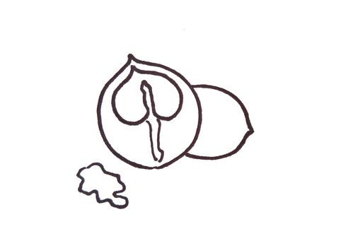 简笔画干果系列:怎么总结特征画好核桃