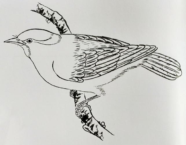 工笔禽鸟线稿:黄鹂鸟