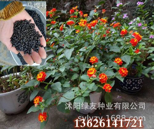 批发五色梅种子 五色梅 马缨丹 五色梅