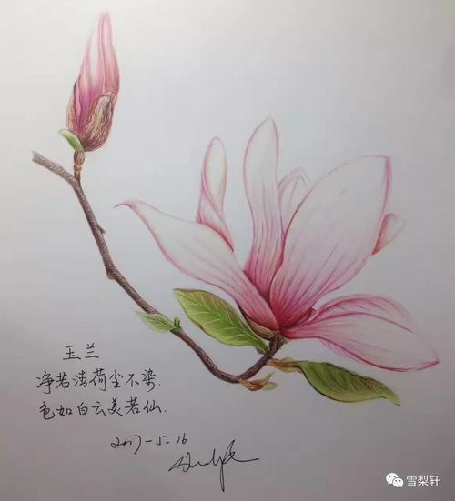 雪梨轩彩铅玉兰