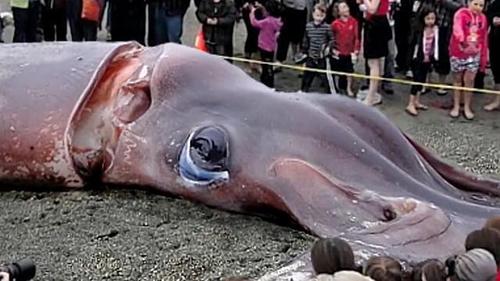 蓝血大王酸浆鱿,吃鲨鱼,敢激战40