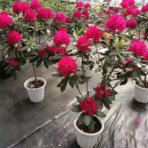 高山杜鹃园林观赏花卉园林工程苗小区观赏植物绿化工程苗