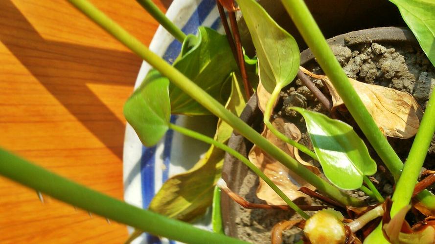 马蹄莲的茎为什么中间折断了,叶子什么的都还是好好的