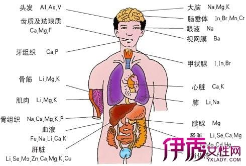 详细的身体构造图 人体各个器官衰老的时间是什么时候