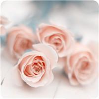 微信头像花朵唯美图片 好看美丽花朵微信头像 花的微信头像图片高清