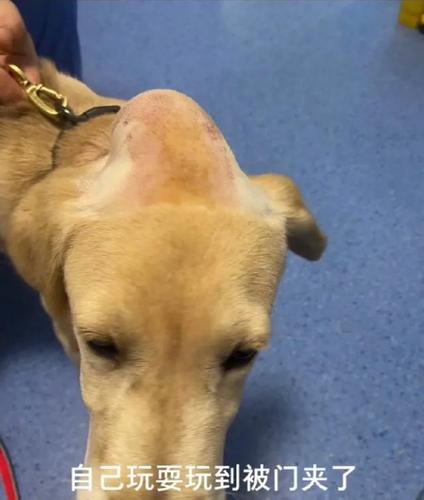 狗狗脑袋被门挤了是什么体验?像极了骆驼,哈哈