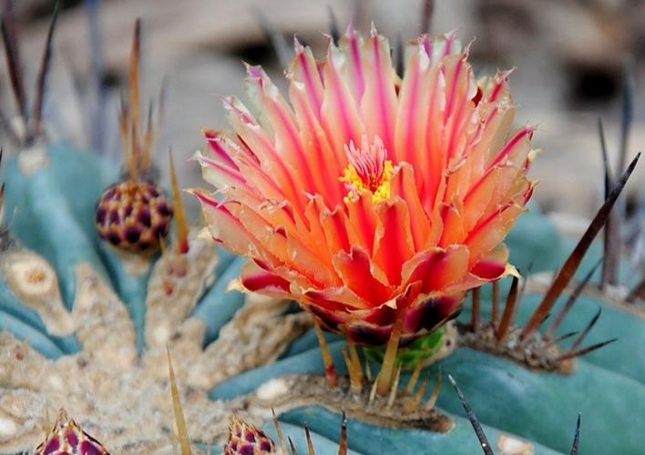 漂亮的仙人掌花