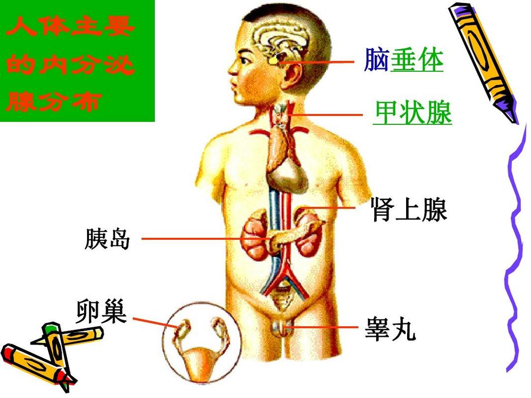 人体的激素调节 人体主要 的内分泌 腺分布 脑垂体 甲状腺 肾上腺